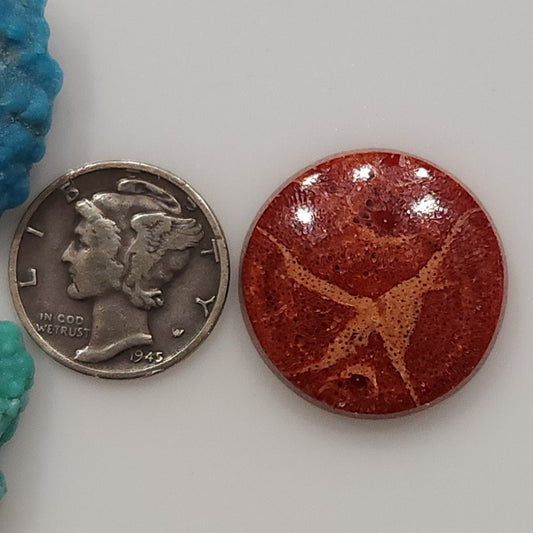 Apple Coral
